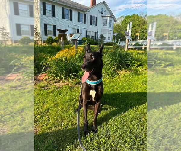 Medium Photo #4 Great Dane-Unknown Mix Puppy For Sale in Bullard, TX, USA