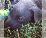 Small Photo #2 Great Dane Puppy For Sale in KERSHAW, SC, USA