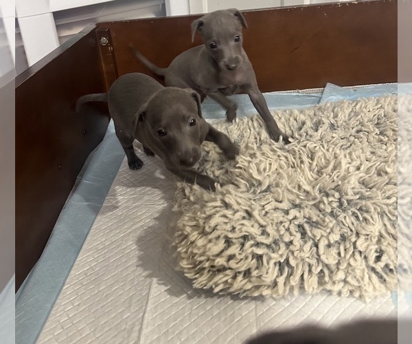 Medium Photo #6 Italian Greyhound Puppy For Sale in GLEN BURNIE, MD, USA