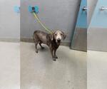 Small Labrador Retriever Mix