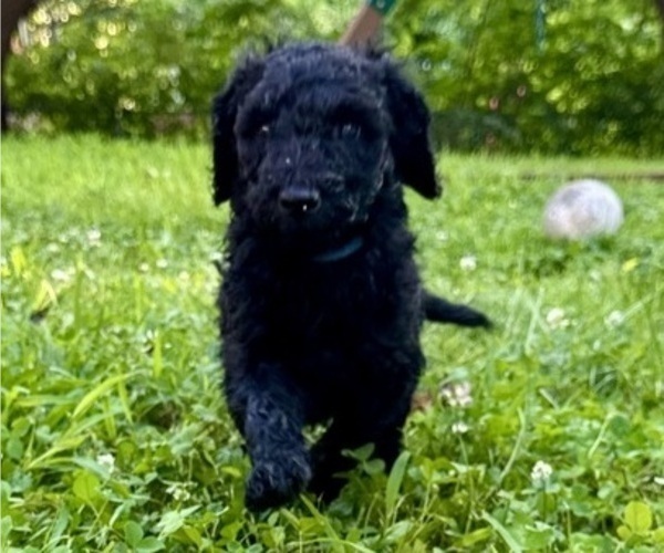 Medium Photo #5 Goldendoodle Puppy For Sale in KANSAS CITY, MO, USA