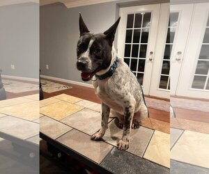 Spotty - Male Mutt Dog for Adoption - Photo #27