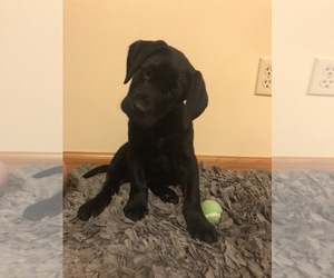Labrador Retriever Puppy for sale in ROSHOLT, WI, USA