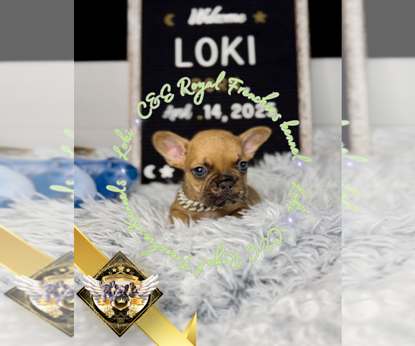 Medium Photo #9 French Bulldog Puppy For Sale in ATHENS, GA, USA
