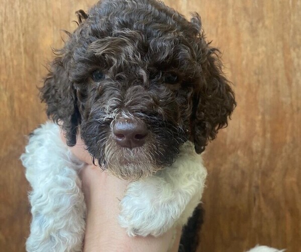 Medium Photo #1 Poodle (Standard) Puppy For Sale in THOMASVILLE, GA, USA
