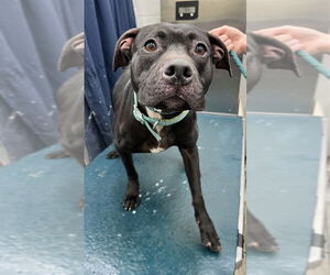 Mutt Dogs for adoption in Mobile, AL, USA