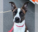 Small #18 Boxer Mix