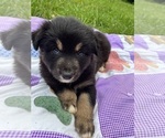 Puppy Elsa Australian Shepherd