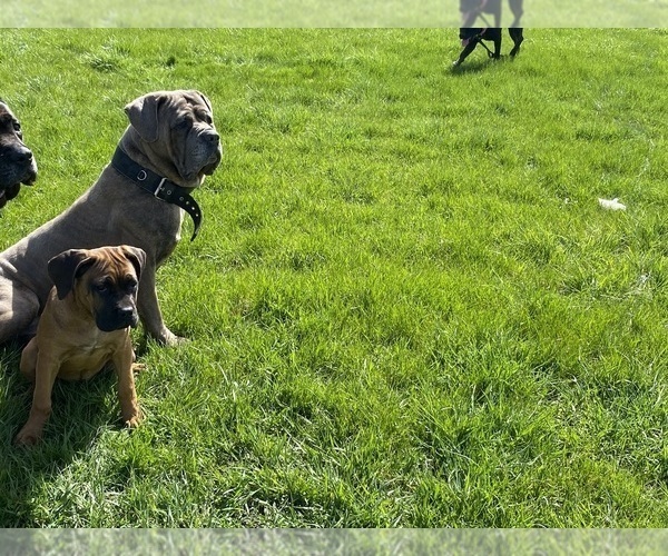 Medium Photo #7 Cane Corso Puppy For Sale in OAK PARK, IL, USA