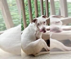 American Staffordshire Terrier Dogs for adoption in San Antonio, TX, USA