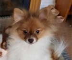 Small Photo #10 Pomeranian Puppy For Sale in HAWLEY, PA, USA