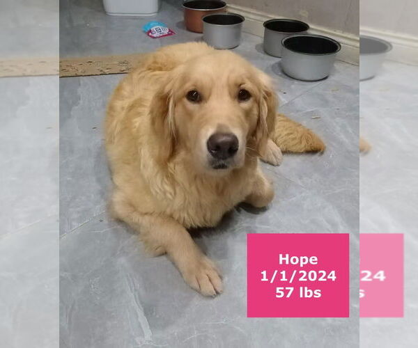Medium Photo #11 Golden Retriever Puppy For Sale in West Hollywood, CA, USA