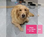 Small #10 Golden Retriever