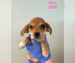 Small Beagle Mix