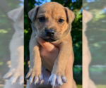 Small #2 Mutt