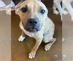 American Pit Bull Terrier-Unknown Mix Dogs for adoption in Texas City, TX, USA