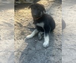 Small Photo #11 German Shepherd Dog Puppy For Sale in SWANSBORO, NC, USA