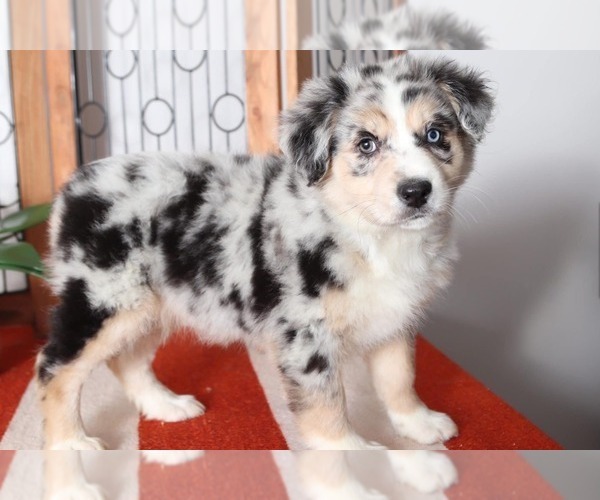 Medium Photo #1 Australian Shepherd Puppy For Sale in NAPLES, FL, USA