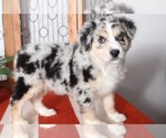 Small Photo #1 Australian Shepherd Puppy For Sale in NAPLES, FL, USA