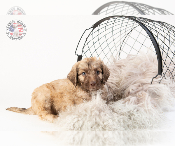 Medium Photo #20 Saint Berdoodle Puppy For Sale in LEAVENWORTH, IN, USA