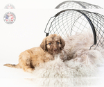 Small Photo #20 Saint Berdoodle Puppy For Sale in LEAVENWORTH, IN, USA