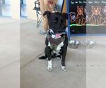 Small #3 Labrador Retriever Mix
