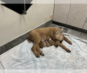 Mother of the Poodle (Standard) puppies born on 12/01/2025