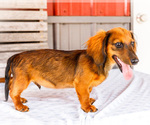 Small #4 Dachshund
