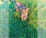 Small #2 Mutt