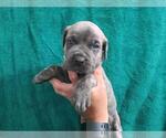 Small Photo #6 Cane Corso Puppy For Sale in COLUMBIA, SC, USA