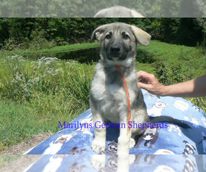 German Shepherd Dog Puppy for Sale in PIEDMONT, Missouri USA