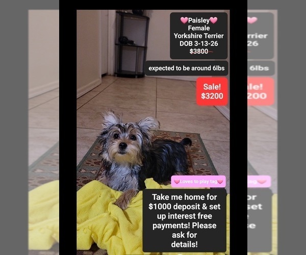 Medium Photo #1 Yorkshire Terrier Puppy For Sale in TUCSON, AZ, USA