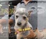 Puppy Yellow Australian Cattle Dog