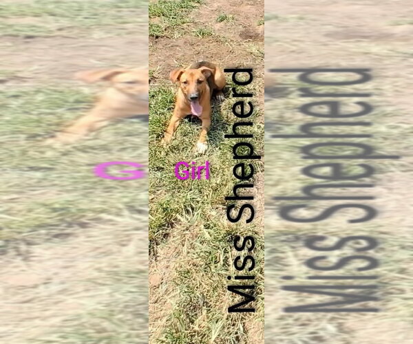 Medium Photo #1 Mutt Puppy For Sale in Foristell, MO, USA