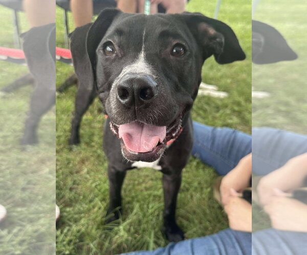 Medium Photo #1 American Pit Bull Terrier-Labrador Retriever Mix Puppy For Sale in Germantown, OH, USA