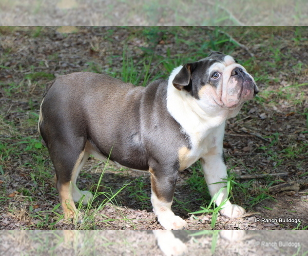 Medium Photo #1 Bulldog Puppy For Sale in WINNSBORO, TX, USA
