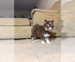 Small #2 Siberian Husky