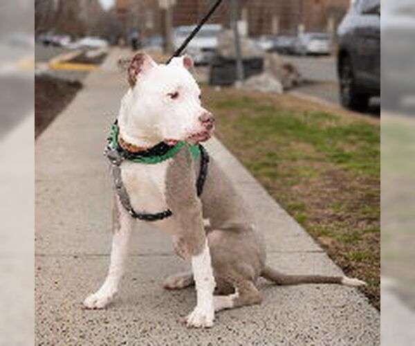 Medium Photo #8 Mutt Puppy For Sale in Alexandria, VA, USA