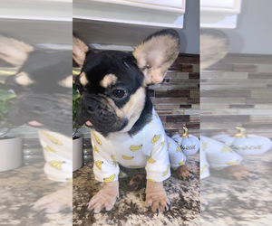 French Bulldog Puppy for Sale in PERTH AMBOY, New Jersey USA