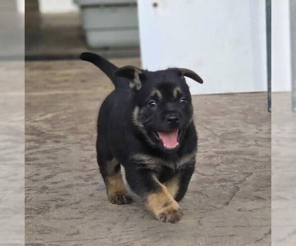 Medium Photo #5 French Bulldog-Unknown Mix Puppy For Sale in San Diego, CA, USA