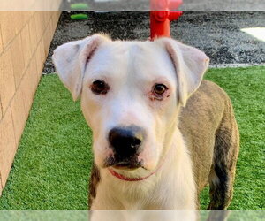 Mutt Dogs for adoption in Moreno Valley, CA, USA