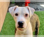 ZELDA - Female Mutt Dog for Adoption - Small photo
