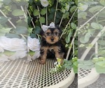 Small #3 Yorkshire Terrier