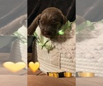 Small Photo #13 Labradoodle Puppy For Sale in STKN, CA, USA