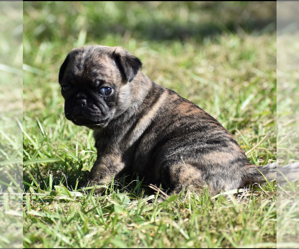 Medium Photo #4 Pug Puppy For Sale in PALM COAST, FL, USA