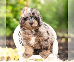 Small #4 Maltipoo (Miniature)