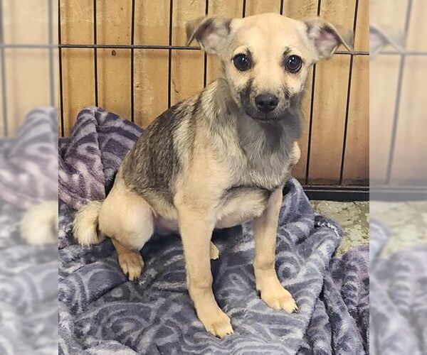 Medium Photo #7 Chihuahua Puppy For Sale in Tustin, CA, USA