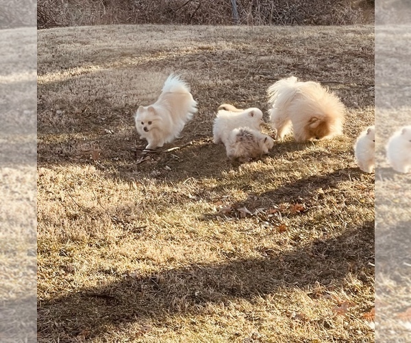 Medium Photo #7 Pomeranian Puppy For Sale in FORT WAYNE, IN, USA