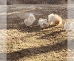 Small Photo #7 Pomeranian Puppy For Sale in FORT WAYNE, IN, USA