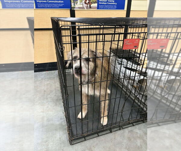 Medium Photo #3 Mutt Puppy For Sale in Abbeville, LA, USA